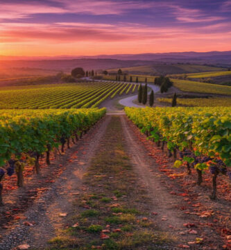 Vinhedos por do Sol, paisagem hermoso.