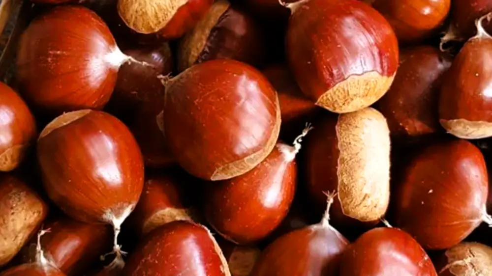  Castanhas frescas e brilhantes 