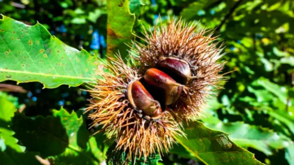 Ouriço de castanha martainha