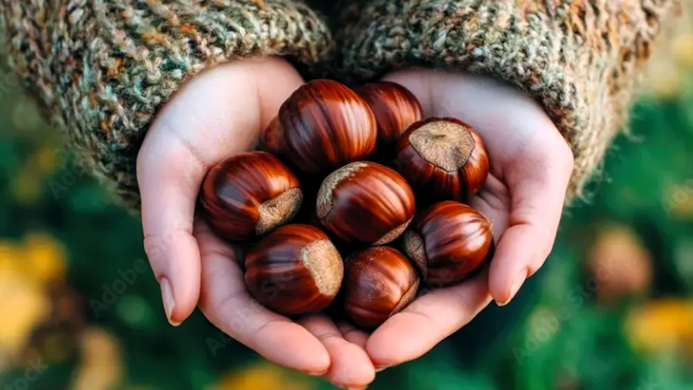 Mãos segurando um punhado de castanhas