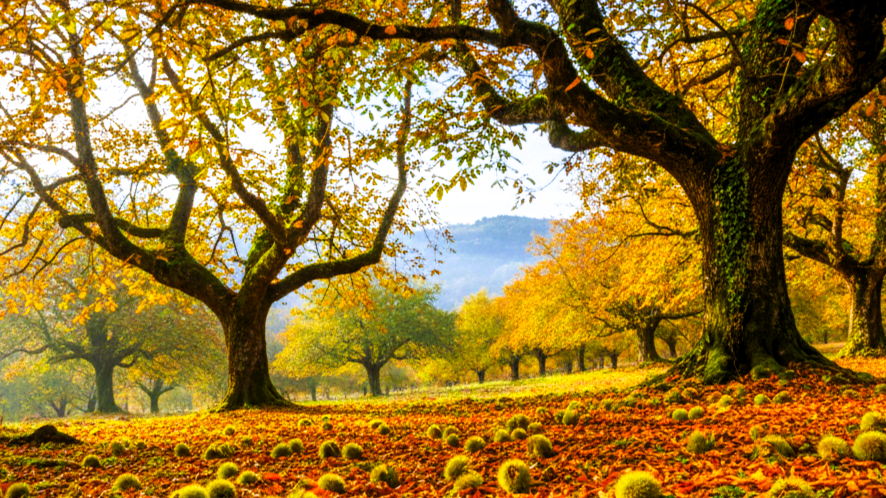 A Rota do Ouro Caído