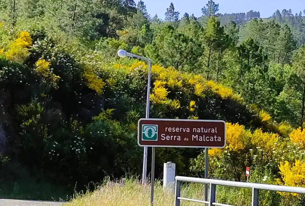 Placa informativa castanha da Reserva Natural da Serra da Malcata rodeada por giestas amarelas em flor sob céu azul.
