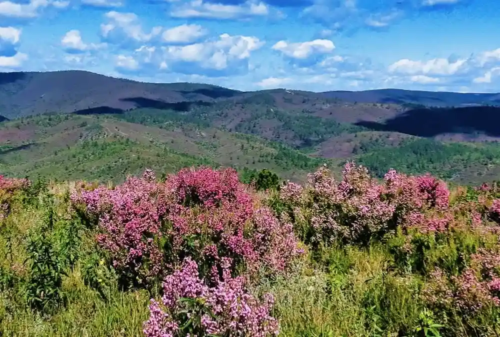 Paisagem da Serra da Malcata na primavera com arbustos de flores cor-de-rosa e vista para as montanhas sob céu azul com nuvens.