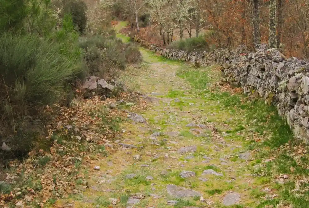 Os caminhos rurais do Sabugal, guardados pelos tradicionais muros de pedra seca. É aqui, entre o silêncio e a história, que se revelam as Melhores Caminhadas no Sabugal.