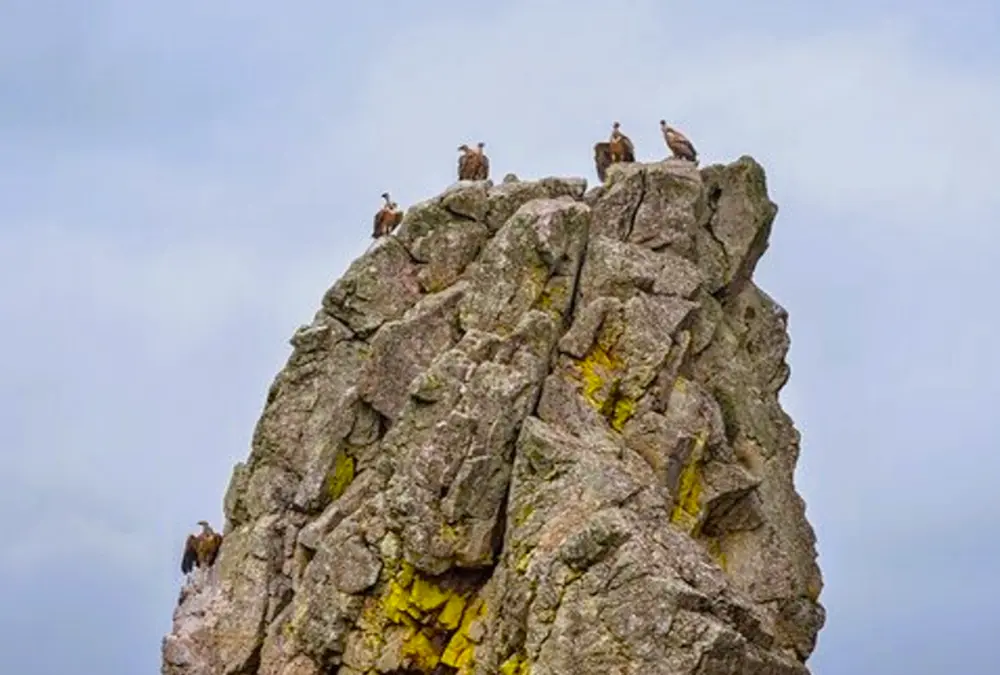 Fotografia vertical de um penhasco monumental de quartzito no Parque Nacional de Monfragüe. No topo da rocha, vários grifos e abutres-negros estão pousados sob um céu nublado. A rocha mostra líquen amarelo intenso e vegetação rasteira.