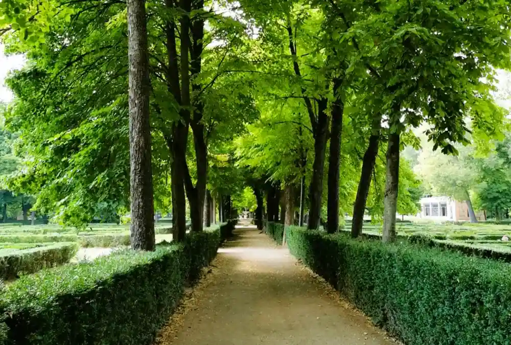 Caminho arborizado com sebes geométricas nos Jardins de la Isla em Aranjuez.